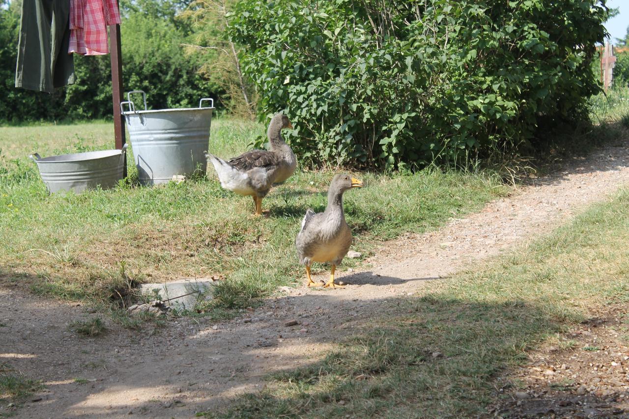 Allegra Fattoria Malchina Dış mekan fotoğraf